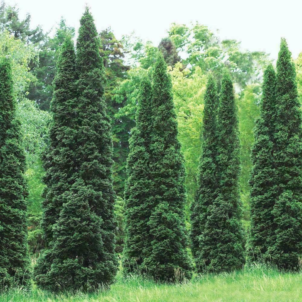 30 Thuja Green Giant Arborvitae Trees/Shrubs - 6-12" Tall Seedlings - Live Plants - 2.5" Pots