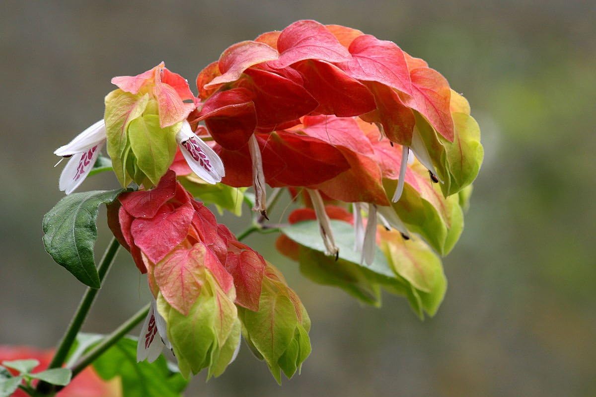 Shrimp Tree - Live Plant in a 10 Inch Growers Pot - Justicia Brandegeeana - Rare and Exotic Ornamental Flowering Tree