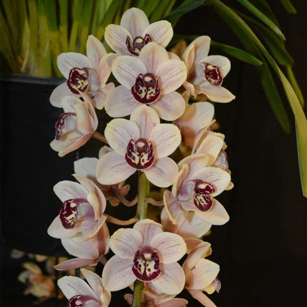 Cymbidium Bulbs plant Easy to cultivate Rare Plants Flowers bulbs Cymbidium plant bulbs Winterharte Garden flowers,Cymbidium plants - Curated Treasures Market