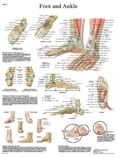 FEI Anatomical Sticky Back Chart - Human Heart