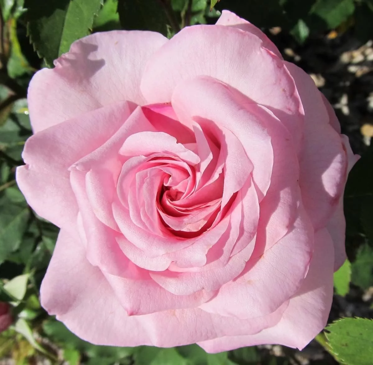 Belinda's Dream Rose Bush - 10 Live Starter Plants in 4 Inch Pots - Beautifully Fragrant Rose from Florida - A Versatile Beauty with a Rich Fragrance