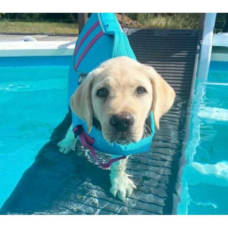 Petstep Pool Bundle - Pet Supplies online store