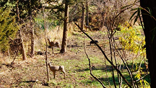 Shooter Buck 3D Deer Archery Target