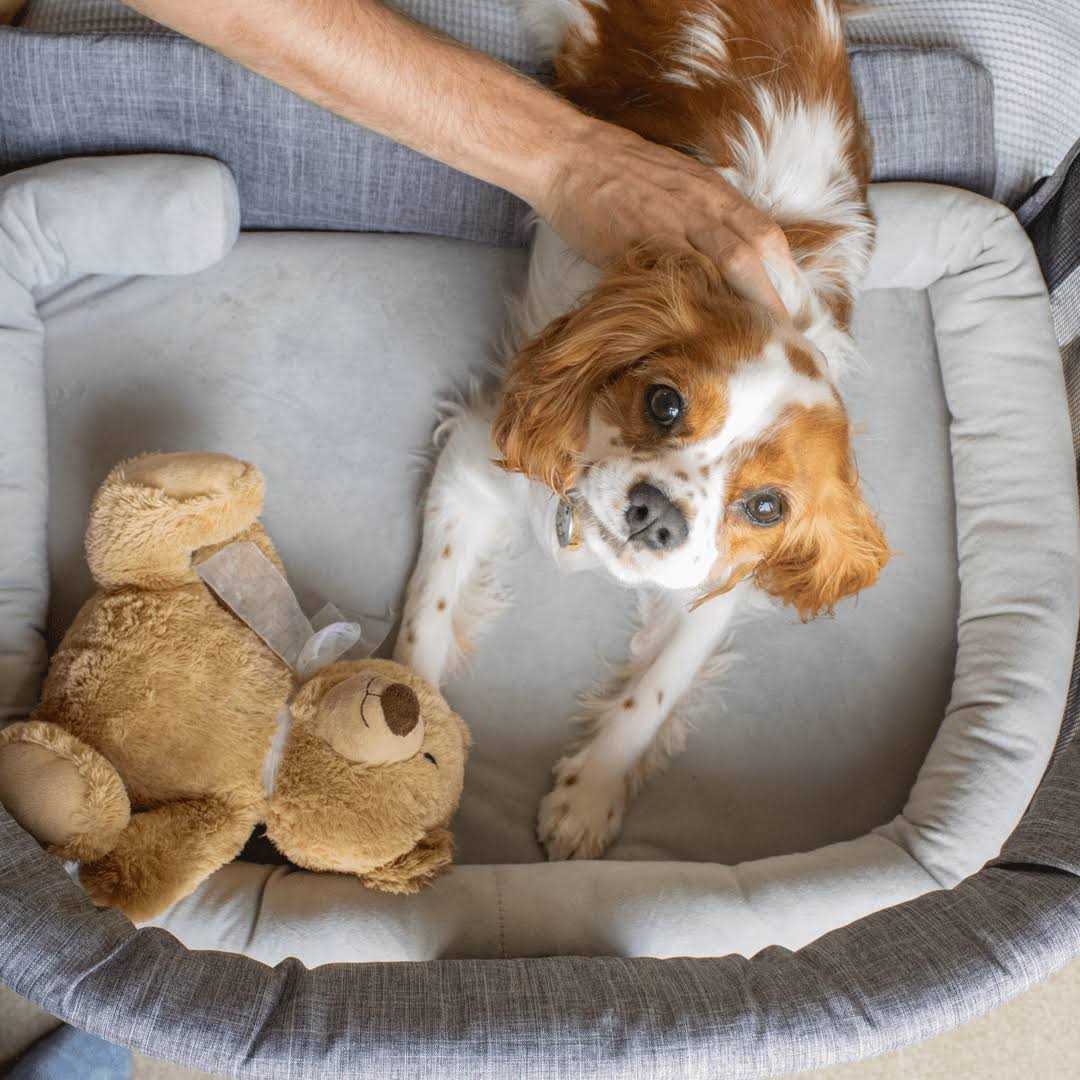 Furmates Close to Me Pet Bed Co-Sleeper - Pet Supplies online store