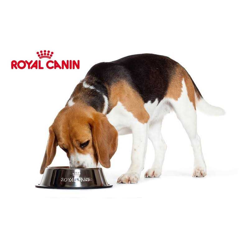 Royal Canin Breed Health Nutrition Yorkshire Terrier Adult Loaf In Sauce Dog Food - Pet Supplies online store