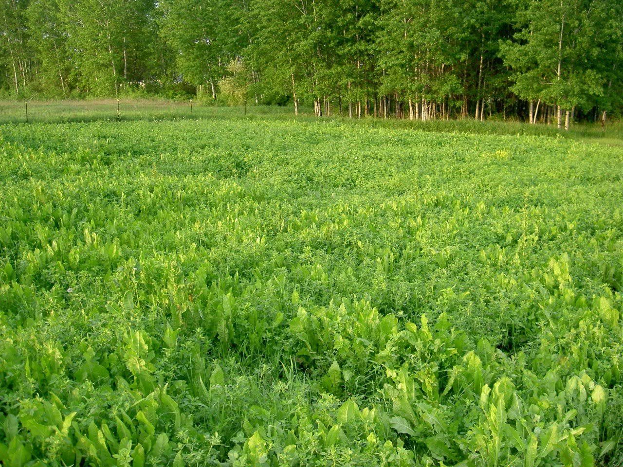 Tecomate Alfa-Feast Trophy Mix Perennial Food Plot Seed