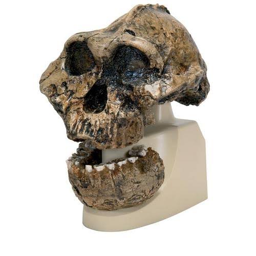 3B Scientific VP755/1 Replica Australopithecus Boisei Skull Model
