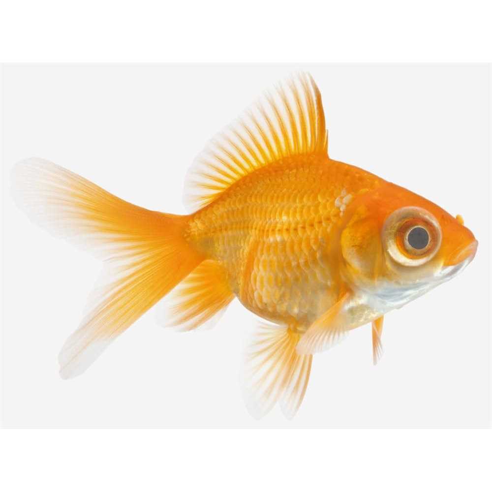 Seachem KanaPlex - Pet Supplies online store