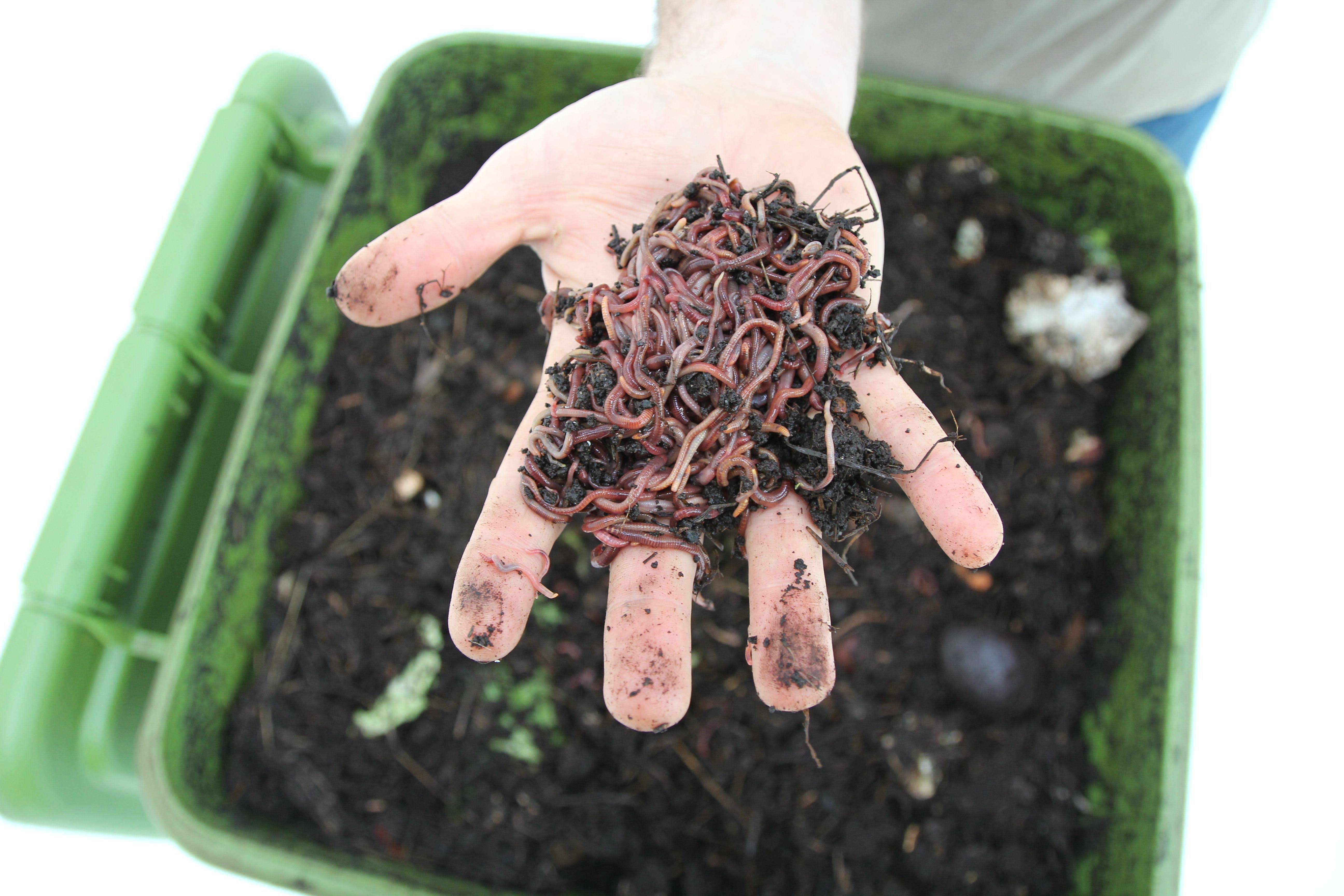 Hungry Bin - Continuous Flow Worm Composter