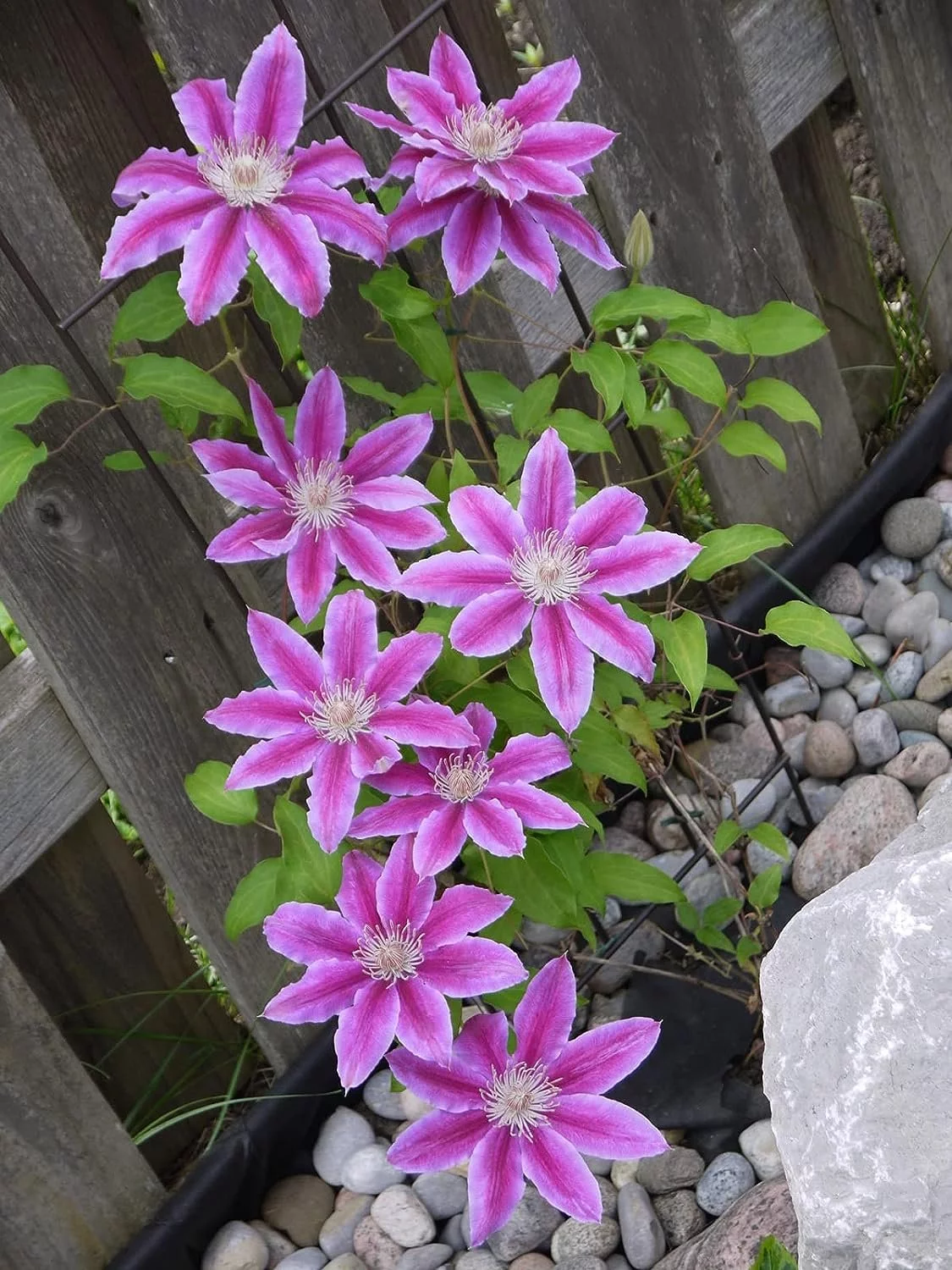 Bees Jubilee Clematis Vine - Live Plant in a 4 Inch Growers Pot - Clematis 'Bees Jubilee' - Starter Plants Ready for The Garden - Bold and Beautiful Purple Flowering Vine