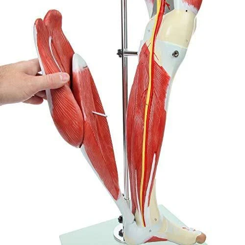 Axis Scientific Leg Model | Muscle Anatomy Model Has 12 Removable Leg Muscles | Muscle Model Details Muscles, Arteries u0026 Vei