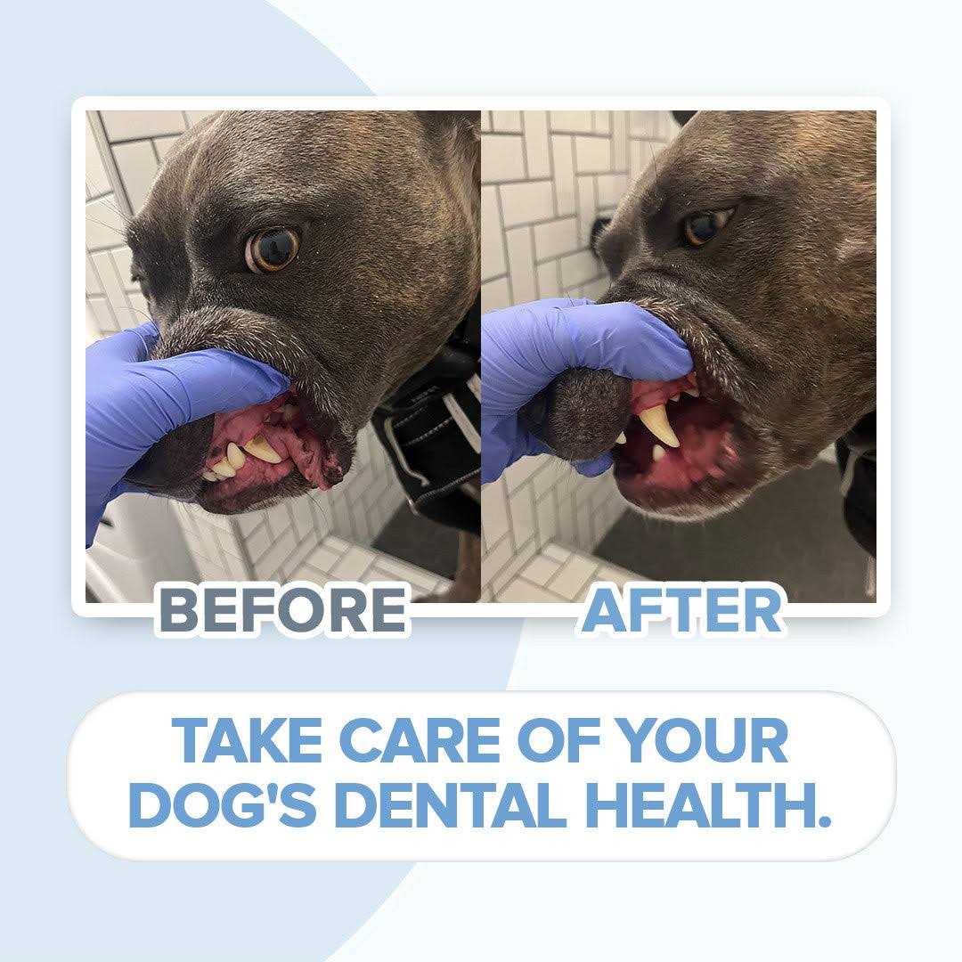 PupsDream Electric Toothbrush for Dogs with Specialized Brush Heads Colour - Pet Supplies online store