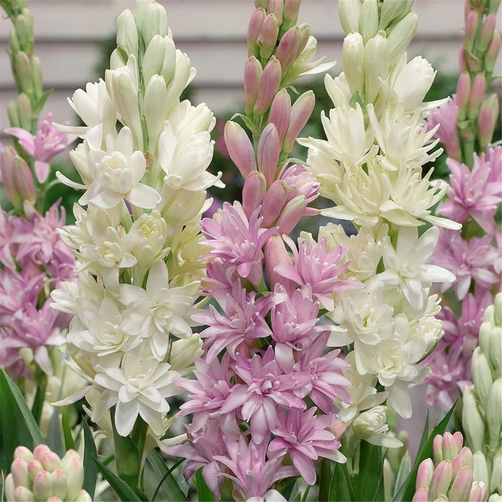 Lucky Tuberose Bulbs Tubers Bulk Flower Plant Planted Perennial Can Grow Well in Flower Pots Plants - Curated Treasures Market