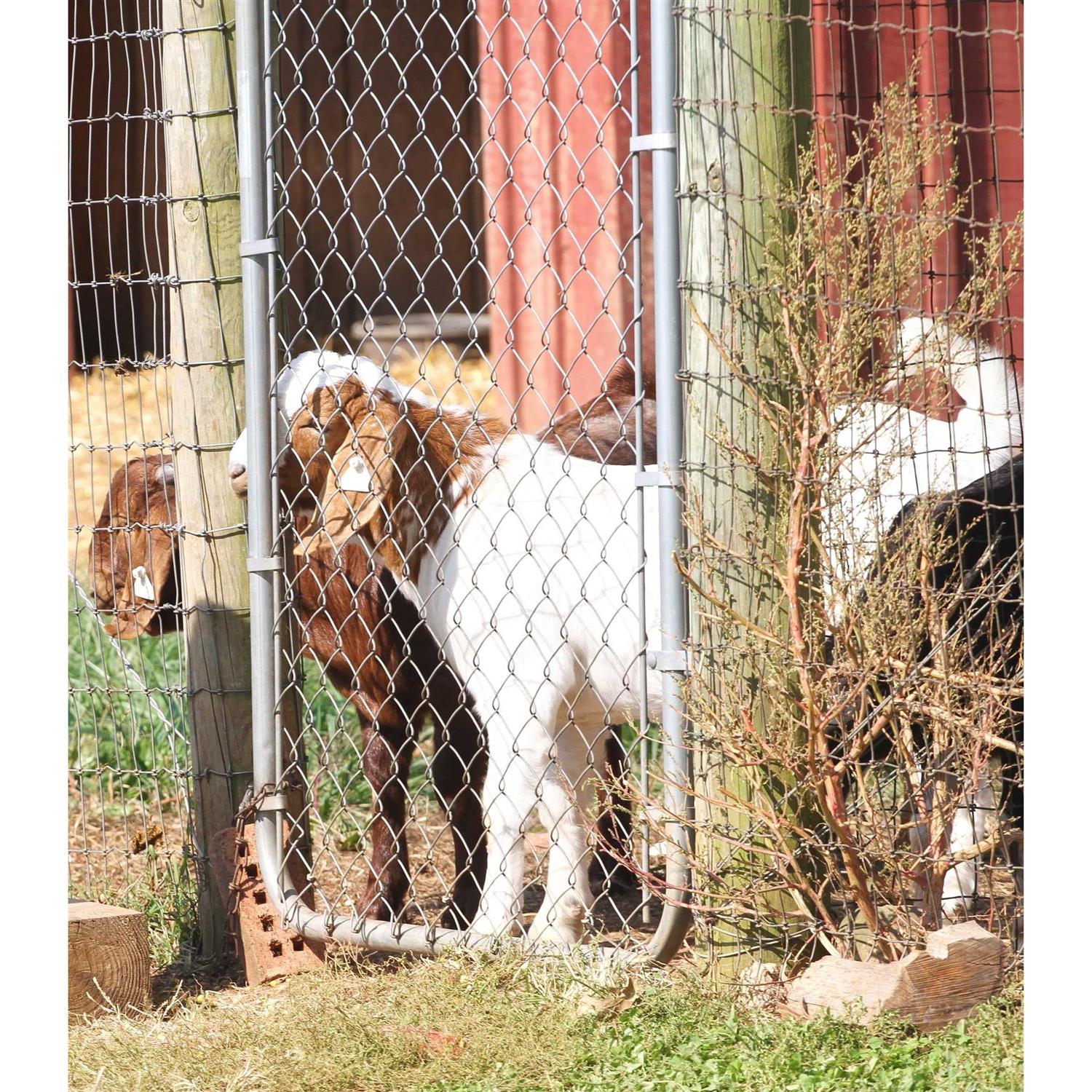 4'H Fit-Right Adjustable Walk Gate Kit - Shop Hardware Tools Online Store