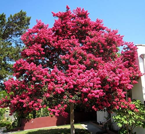 Tuscarora Crape Myrtle Tree - Live Plant in A 3 Gallon Pot -Lagers...
