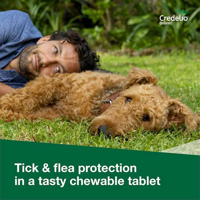 Credelio Chewable Tablet for Dogs - Pet Supplies online store