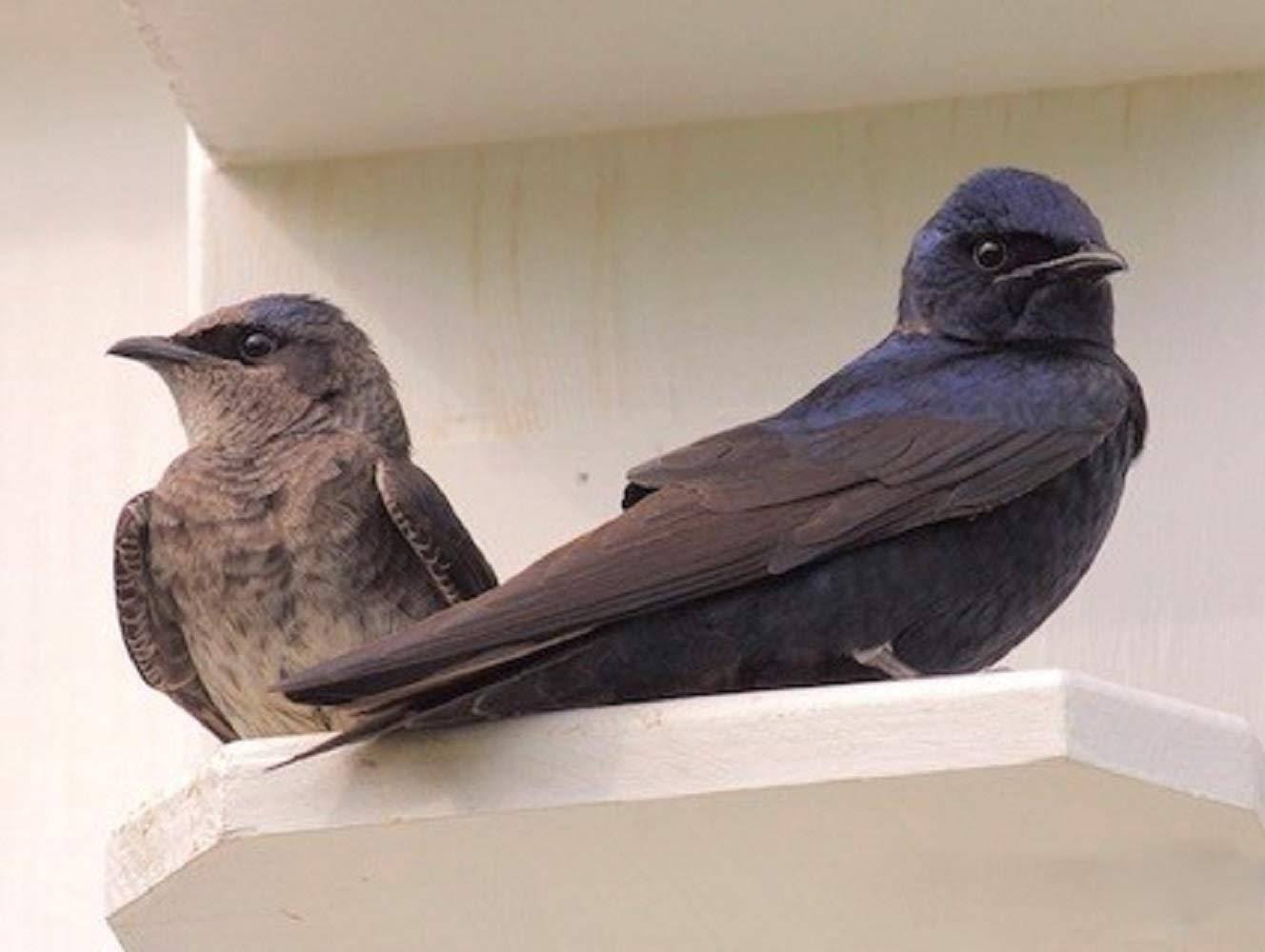 Ravenox Bird Houses for Outside | Flying Martins Purple Martin Vertical Gourd - Handmade in USA w/Conley II Hole Entrance Gourd