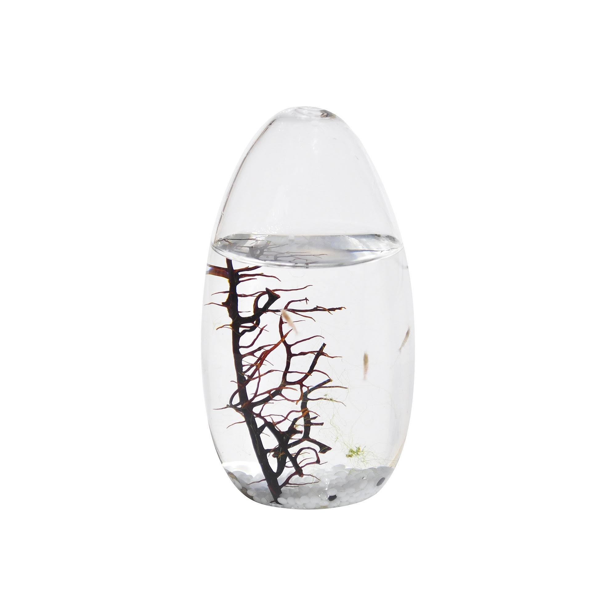 Ecosphere Closed Aquatic Ecosystem Small Pod