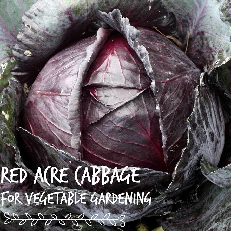 Red Acre Cabbage Seeds - 5 lb Bulk Seed - Heirloom, Non-GMO Vegetable