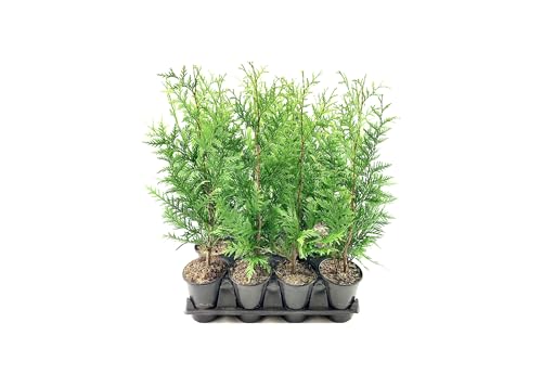 Thuja Arborvitae Green Giant - 12 Live Quart Size Plants - Evergreen Privacy Trees