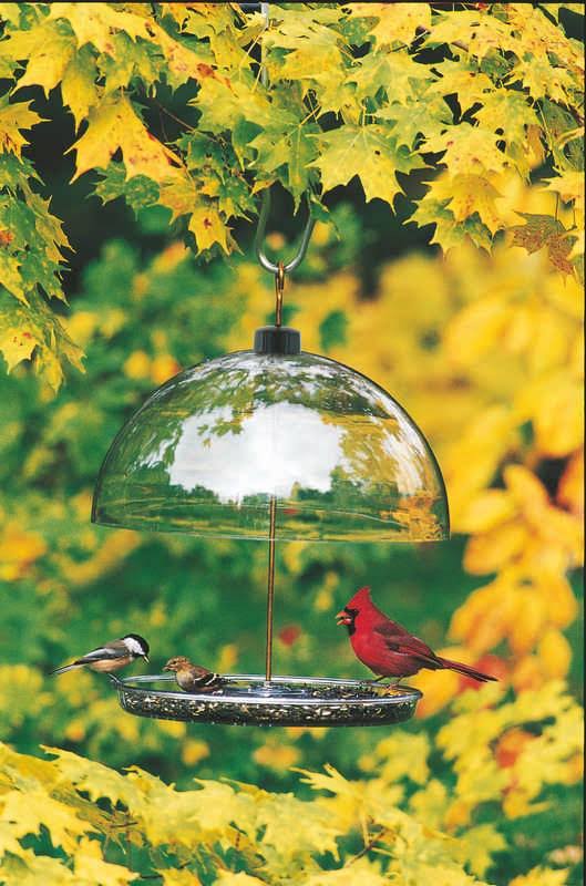 Dorothy's Large Cardinal Feeder by Droll Yankees 344318