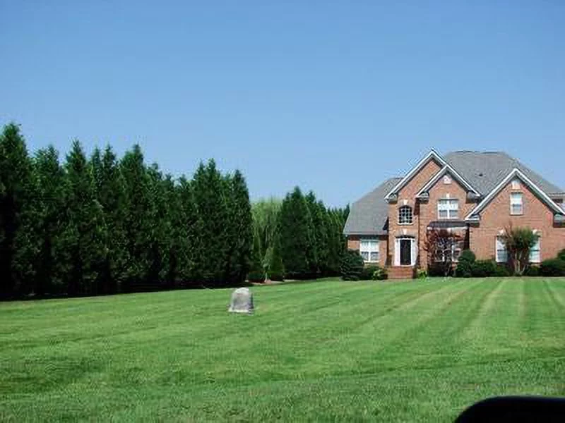 Leyland Cypress Trees