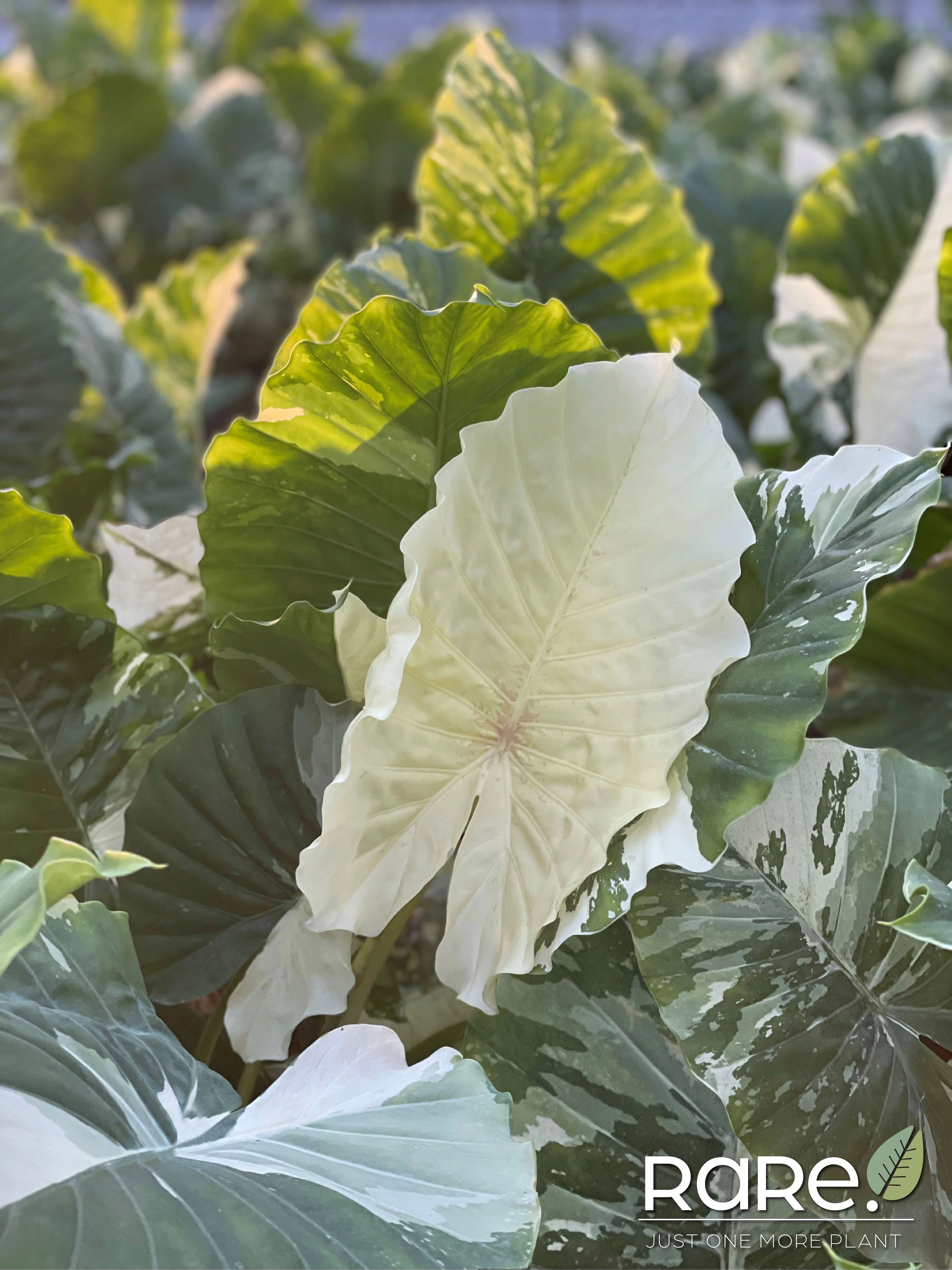 Alocasia Dawn Variegated - Rare Plant Collection - Live Plant (25-30 in. Tall) in Growers Pot