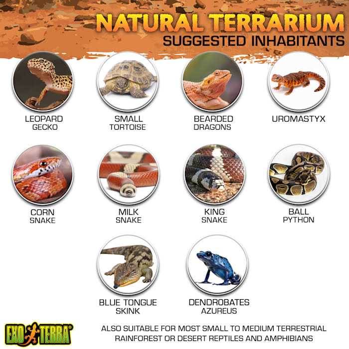 Exo Terra Glass Terrarium - Pet Supplies online store