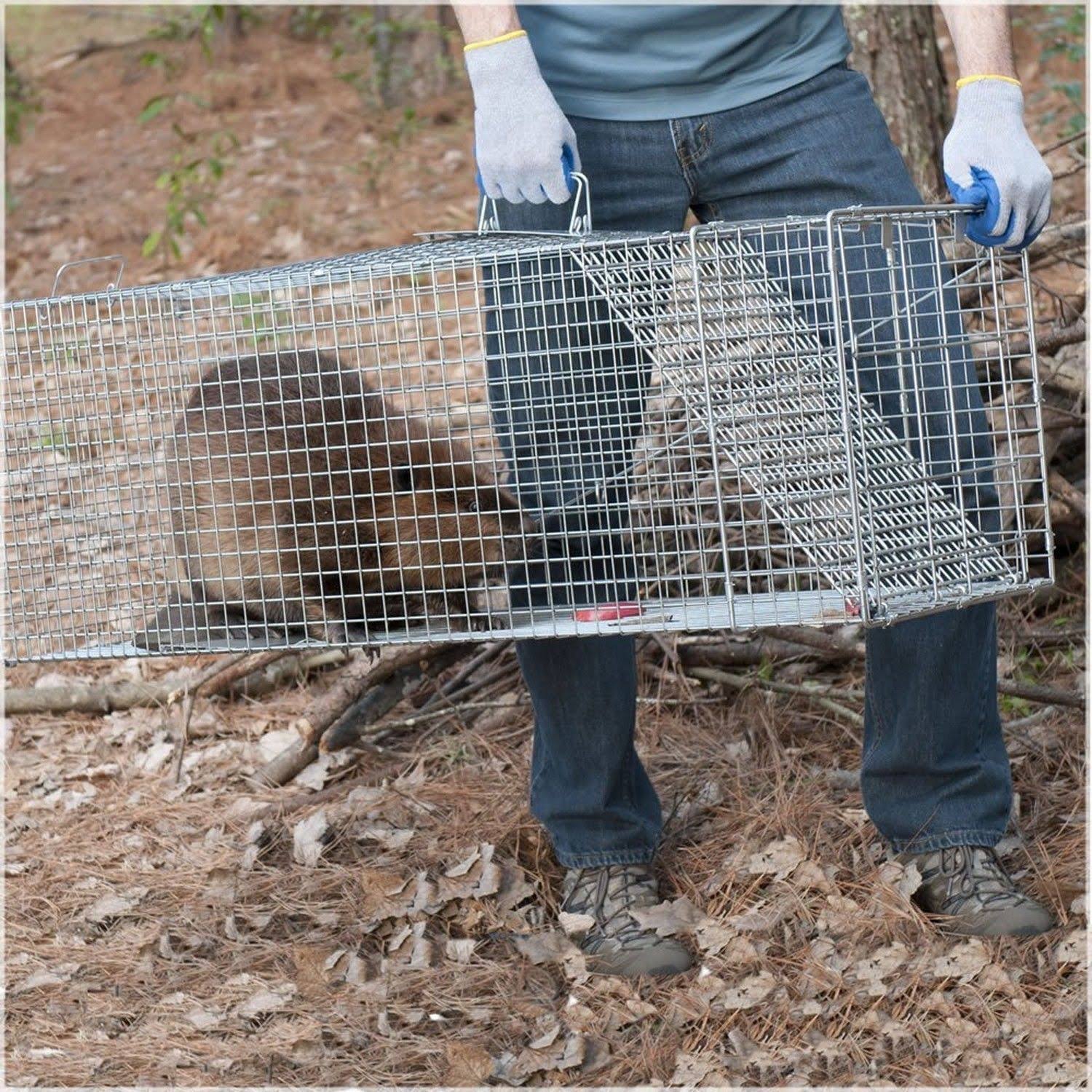 Havahart 1081 Live Animal Professional Style One-Door Large Raccoon, Small Dogs, and Fox Cage Trap