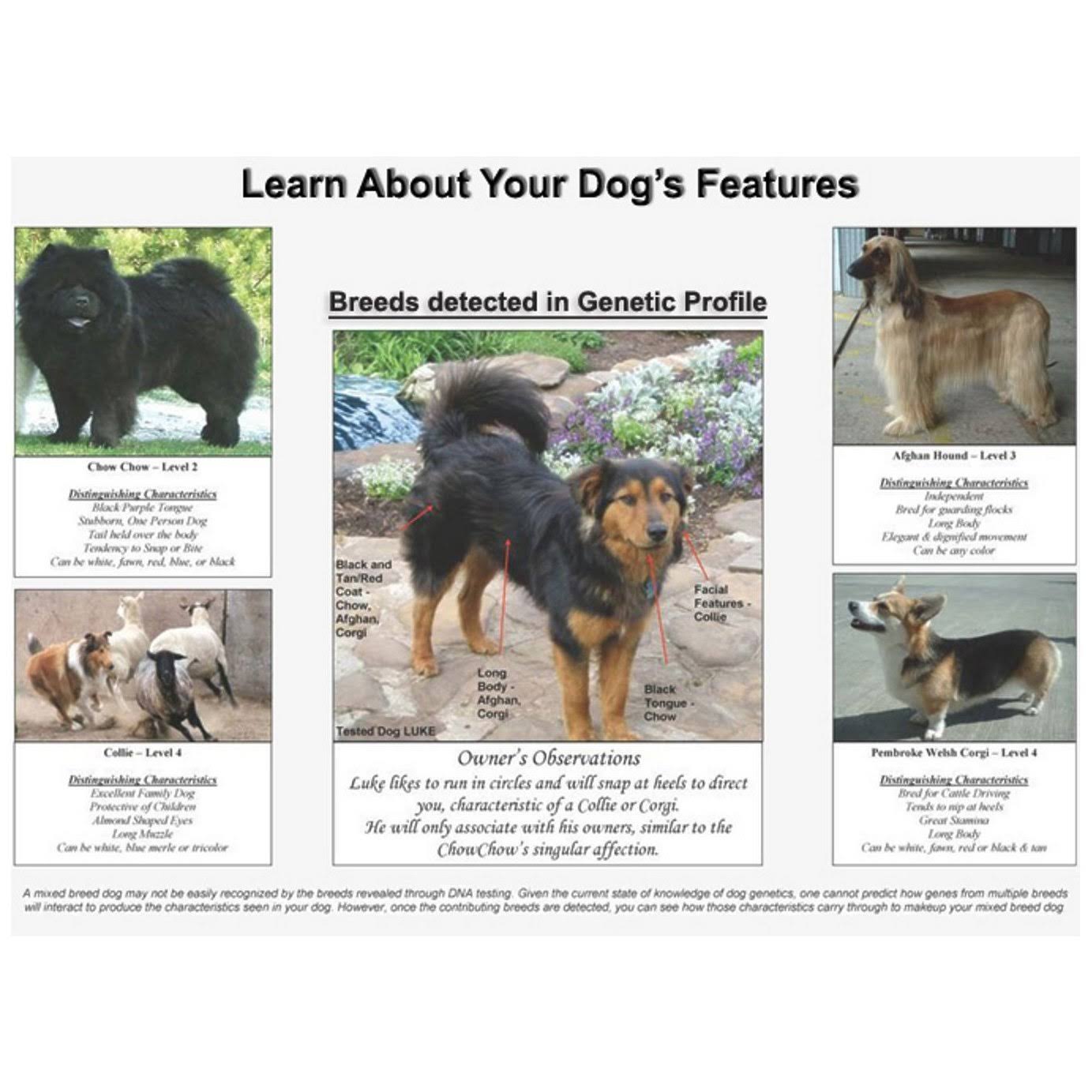 Dog DNA - Canine Breed Identification Test - Home Cheek Swab Kit