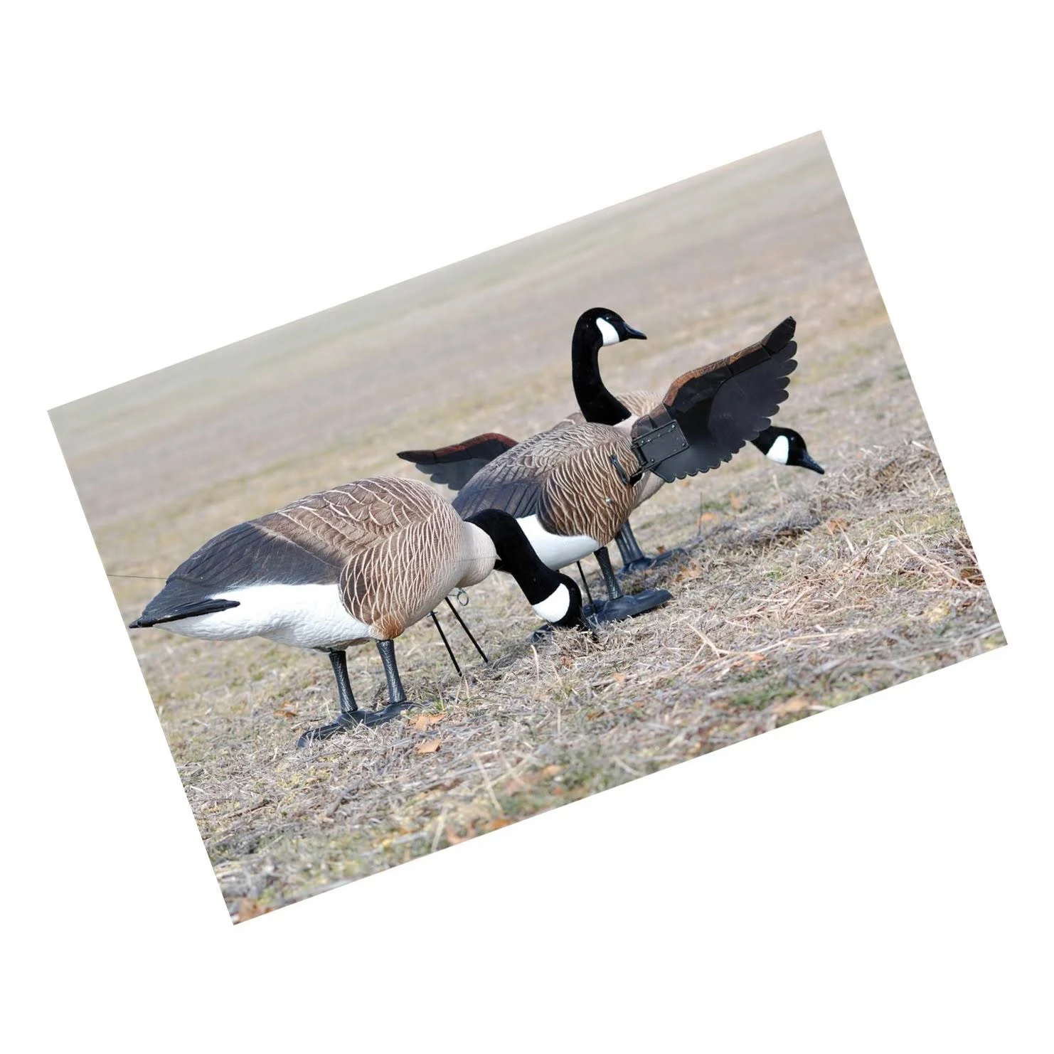 Higdon Finisher Flapper Full Body Canada Goose Decoy