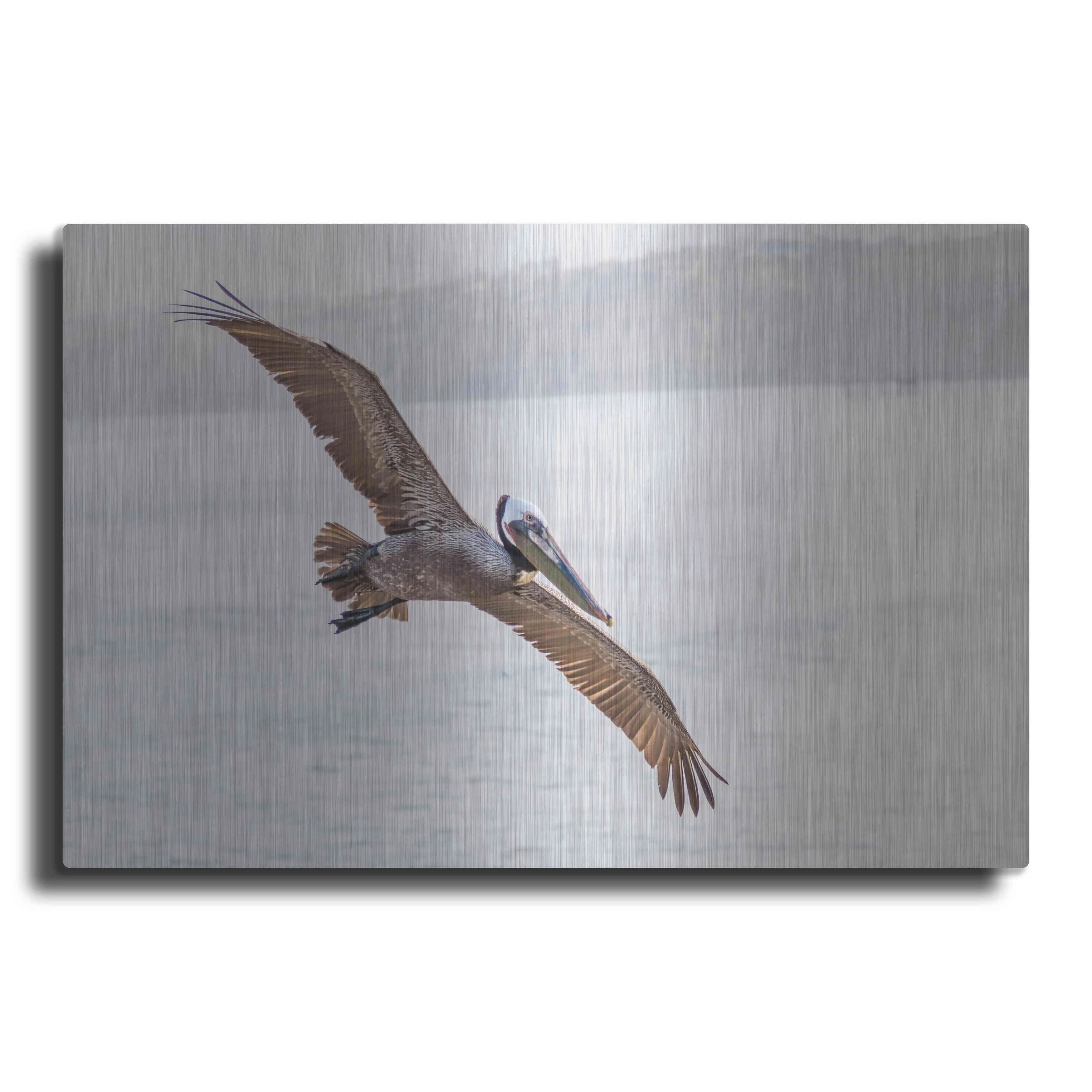Luxe Metal Art 'Pelican Spread' by Chris Moyer, Metal Wall Art, 16"x12"