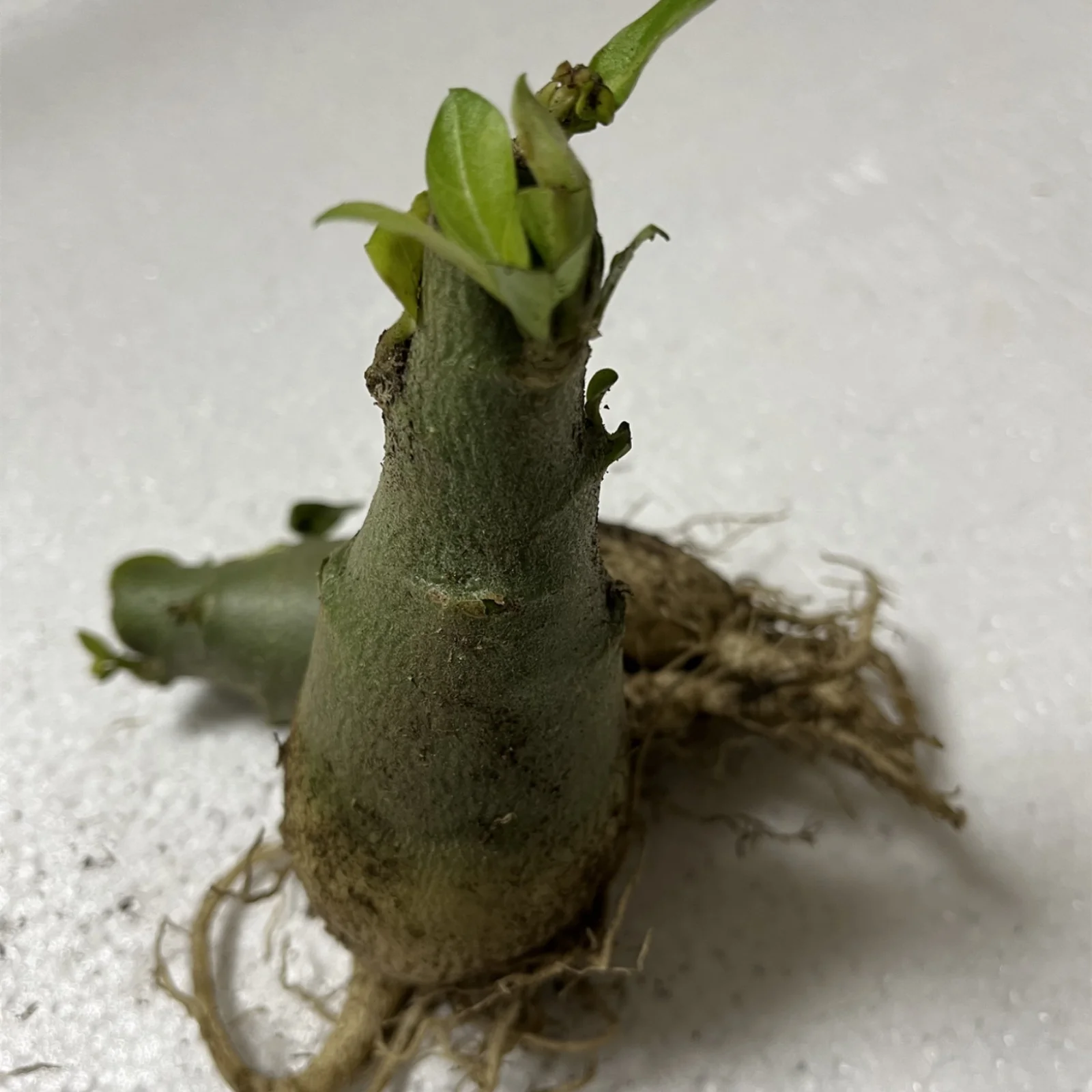 Desert Rose Plants For Sale Desert Rose Bulbs Desert Rose Roots Desert Rose Plant Live Large Garden Decoration Garden Flowers Bonsai Plant - Curated Treasures Market