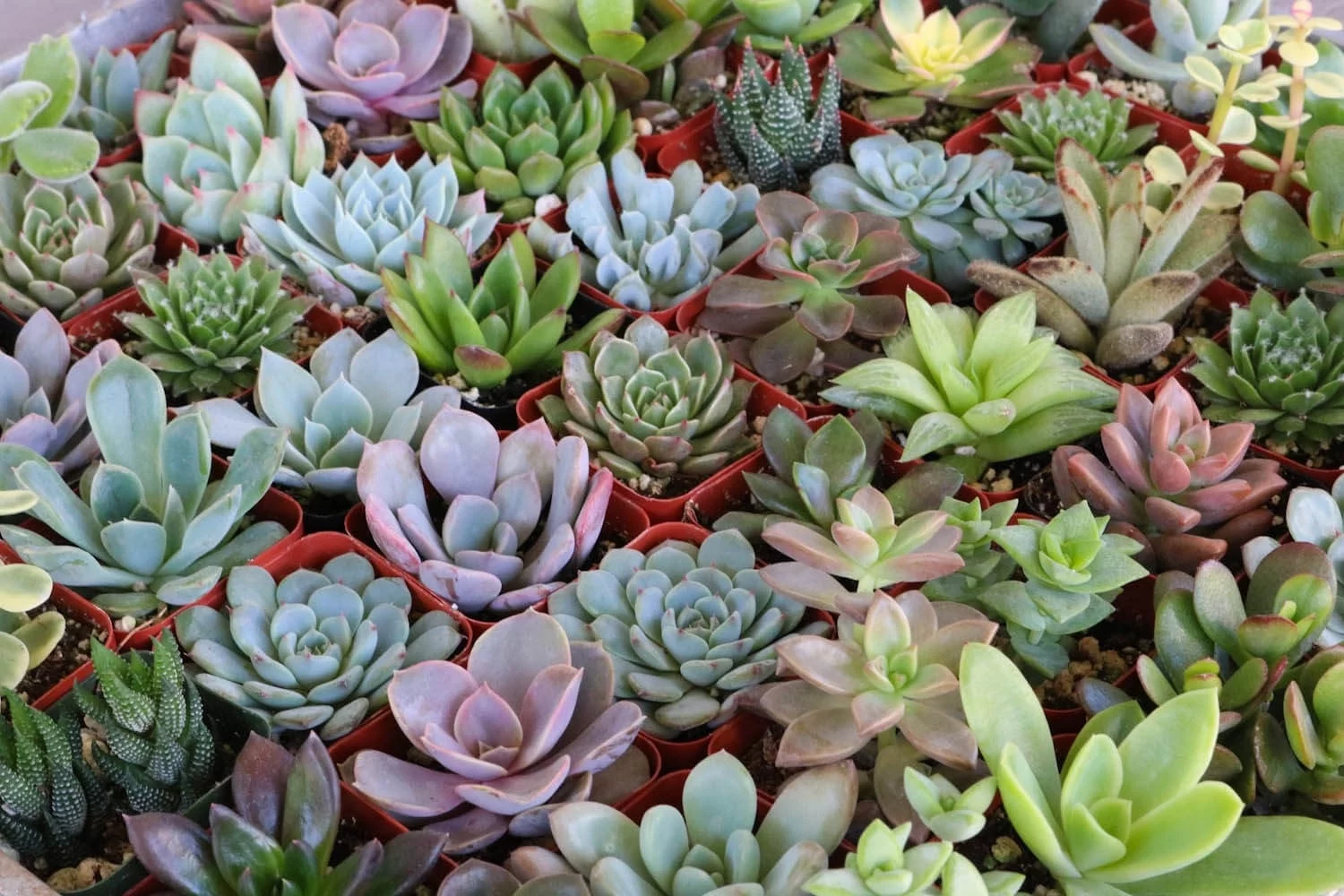 Assorted Succulents for Wedding Favors, Party Gifts and Gardens - 2" Live Succulent Plants