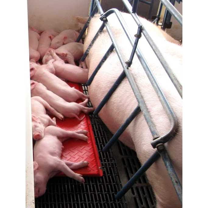 Kane Pig Heat Mat - Pet Supplies online store
