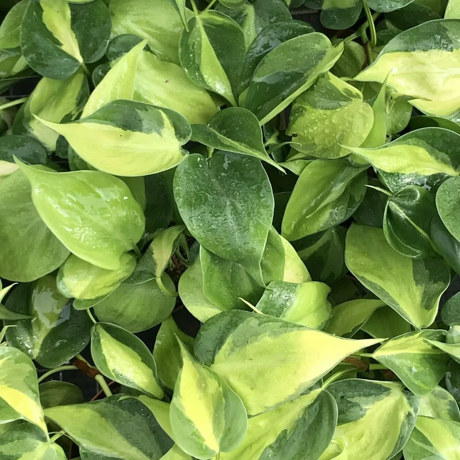 Brasil Philodendron - Live Plant in a 4 Inch Pot - Philodendron Erubescens - Extremely Rare and Beautiful Indoor Houseplant - A Rare Tropical Masterpiece