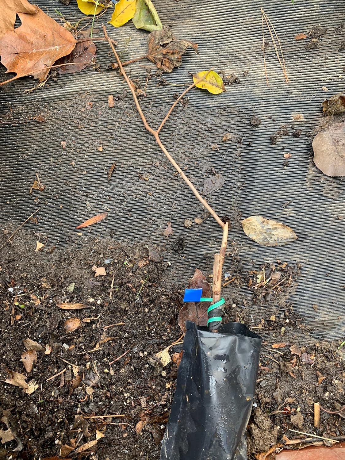 Persimmon ‘Meader’ (Diospyros virginiana) 1 Year Old grafted Plant