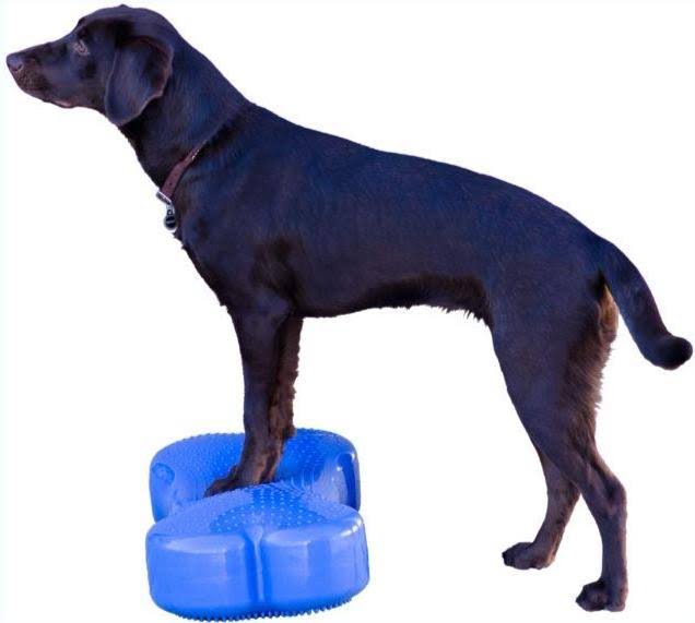 FitPAWS Ramp Up to Fall Canine Fitness Kit