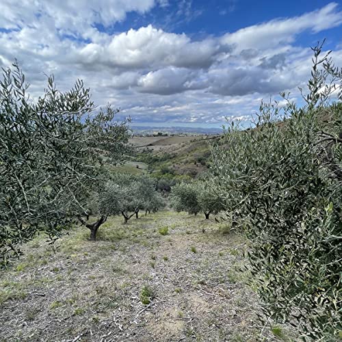 Oleum Comitis - Extra Virgin Olive Oil 100% Italian Cold Pressed - Made in Italy - 6 Bottles of 750 ml (25.4 fl oz)