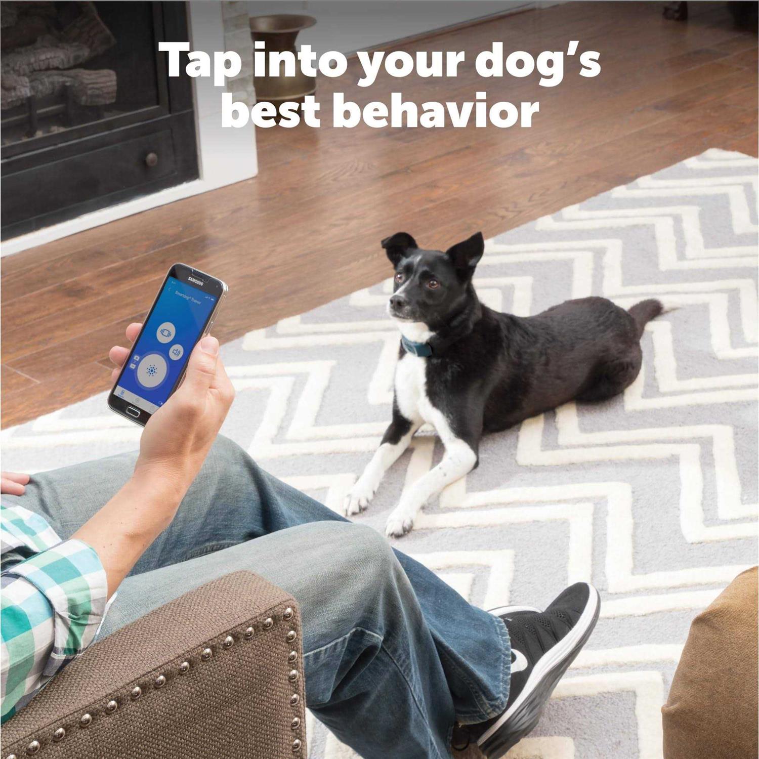 PetSafe Smart Dog Trainer - Pet Supplies online store