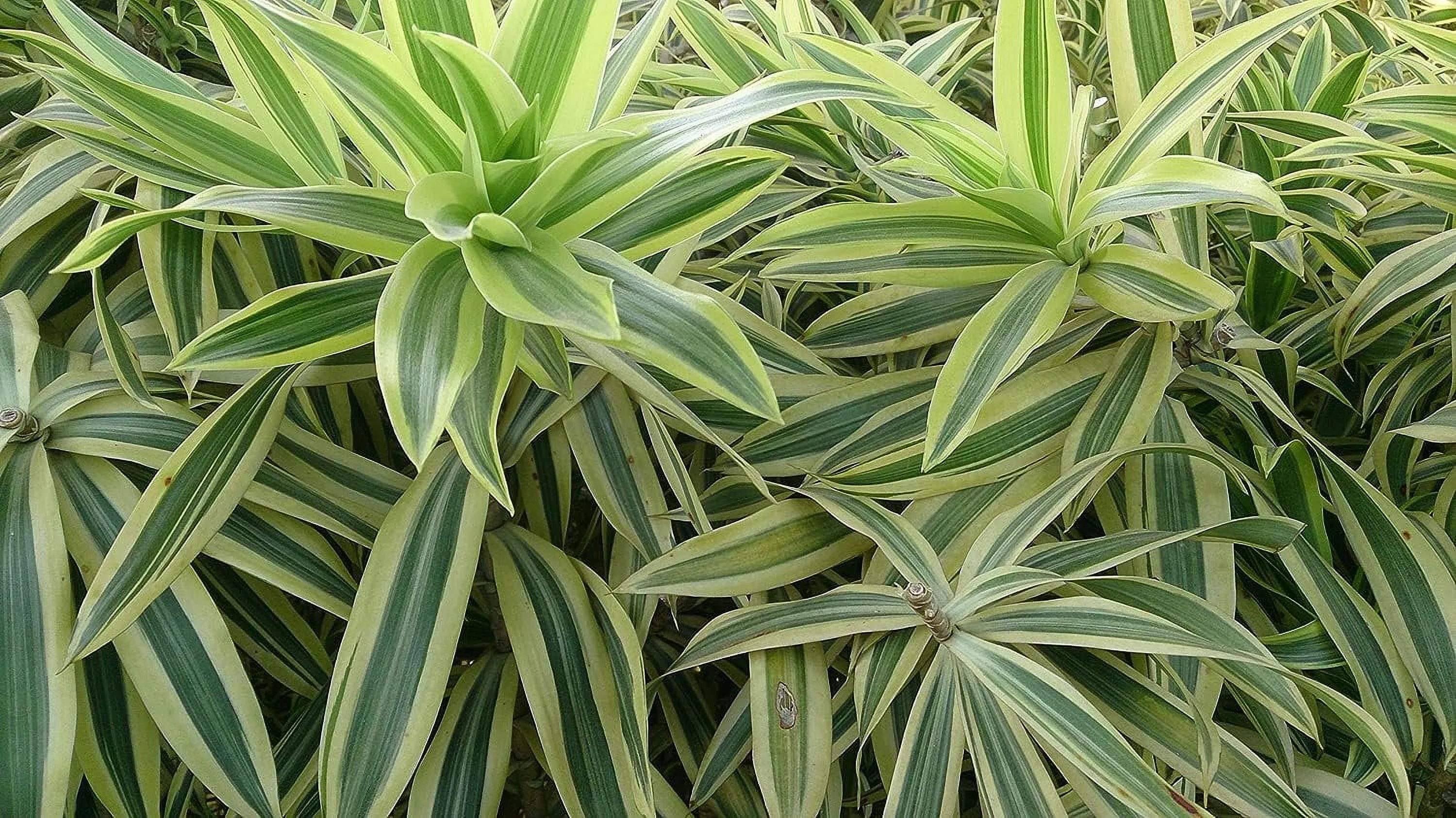 Song of India Plant - Live Plant in a 6 Inch Pot - Dracaena Reflexa - Beautiful Easy to Grow Air Purifying Indoor Plant
