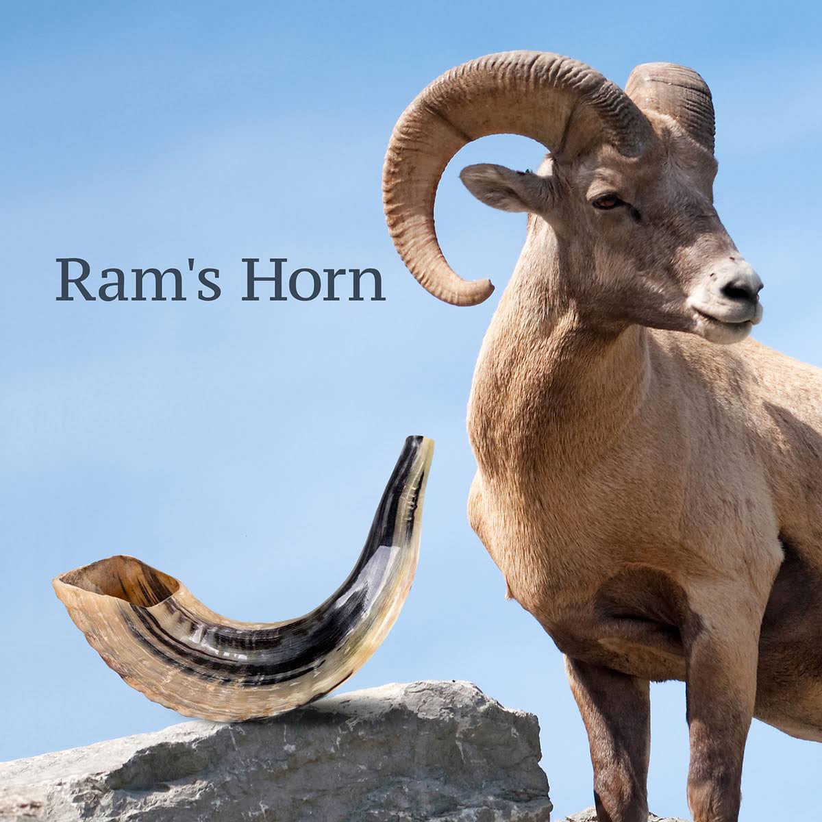 Classical Ram&s Horn Shofar - Medium - Natural Dark
