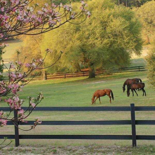 CenFlex 5 in. x Flexible Rail Horse Fence