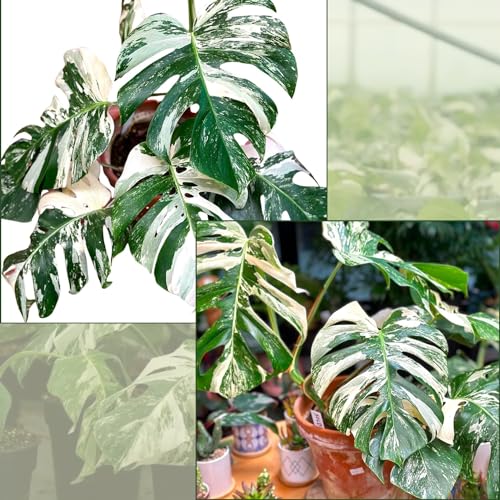 Monstera Albo Plant Live 18-24 Inches - Variegata Leaf Rare Plants Cutting with Roots Highly Variegated Leaves Fenestrations Indoor Houseplant for Home Office Wedding Birthday Gift
