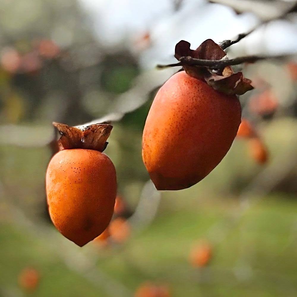Plant Me Green Saijo Persimmon Tree