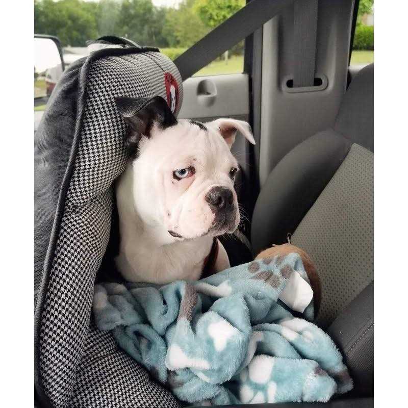 PupSaver Dog Car Seats for Small and Medium Dogs Travel Booster Pet Seat |Crash-Tested Dog Bed for Cars - Pet Supplies online store