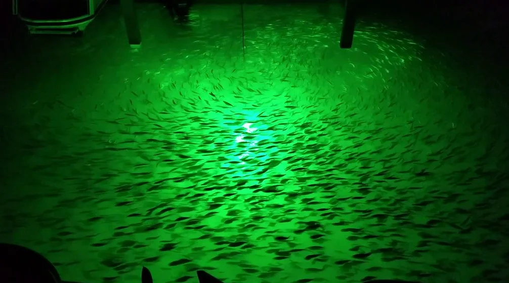 Hydro Glow DM260G 40W 120V AC Dock Mounted Fish Light Green