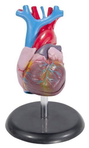 Budget Life-Size Heart Model #CH7 by Anatomical Chart Co