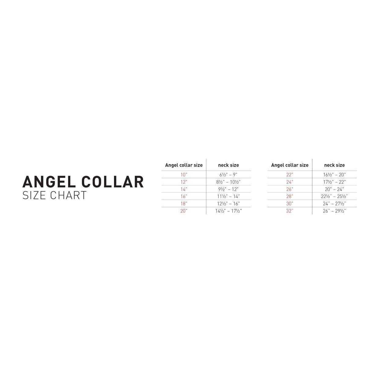 Amsterdam Dog Collar Spiked - Pet Supplies online store