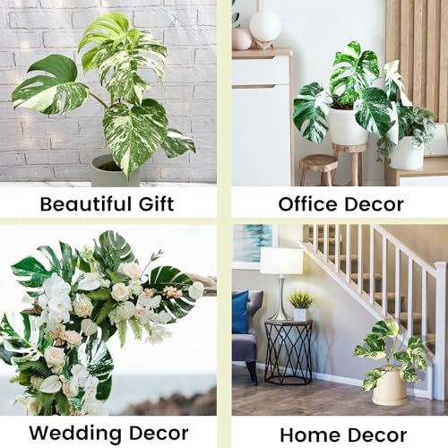 Monstera Albo Plant Live 18-24 Inches - Variegata Leaf Rare Plants Cutting with Roots Highly Variegated Leaves Fenestrations Indoor Houseplant for Home Office Wedding Birthday Gift